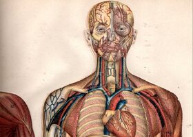 Miniatura: 15 pytań z anatomii człowieka. 
90% osób...