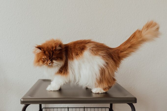 Orange and White Persian Cat on the Table