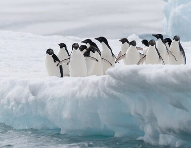 Miniatura: Naukowcy alarmują. Pingwiny na...