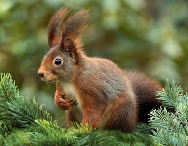 Miniatura: Znasz przysłowia o zwierzętach? Ten QUIZ...