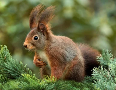 Miniatura: Znasz przysłowia o zwierzętach? Ten QUIZ...