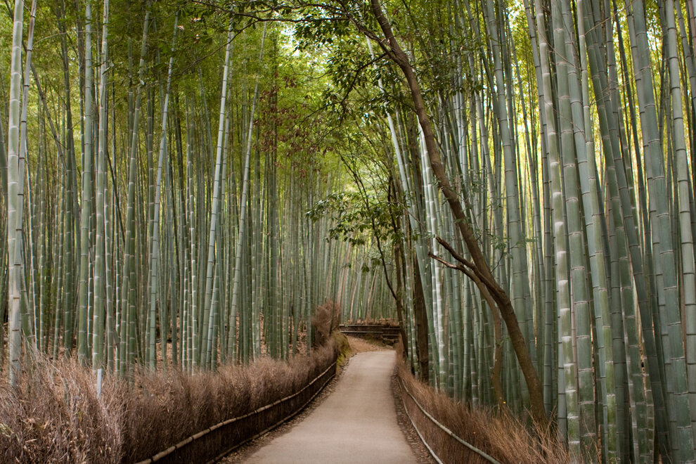 Bambusowy las Arashiyama w Kioto, Japonia