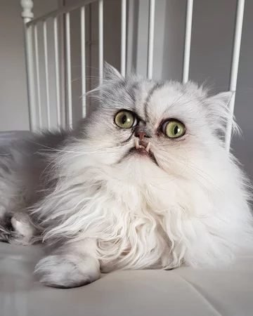 Wilfred - nietypowy kot 