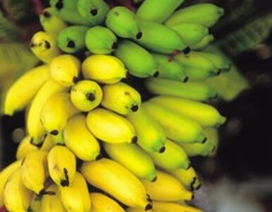 Miniatura: Dowolność w kwestii zakrzywienia banana