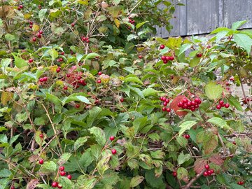 Kalina koralowa (Viburnum opulus) pod&nbsp;koniec września. Czerwone owoce zdobią krzew, a&nbsp;część liści zaczyna naturalnie przebarwiać się i&nbsp;zasychać
