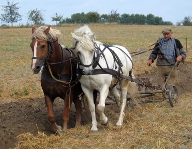 Miniatura: Brytyjczycy reformują swoje państwo....