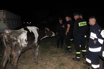 Pozostałe zwierzęta były w opłakanym stanie 