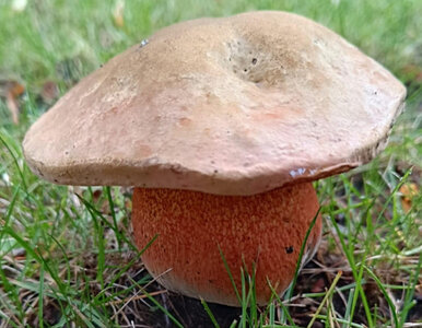 Miniatura: Szukali grzybów w wielkopolskich lasach....