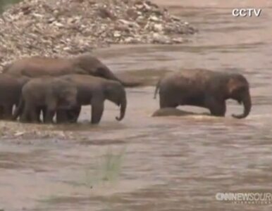 Miniatura: Stado dzikich słoni spustoszyło chińską...