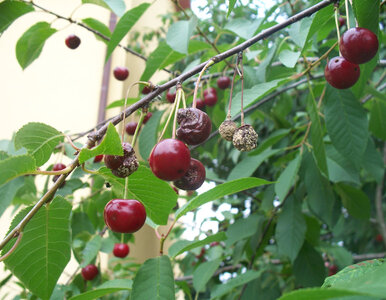 Miniatura: Śliwki i wiśnie gniją na drzewach? Zrób to...