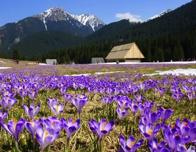 Miniatura: Jest najnowszy „raport krokusowy”. Dobre i...