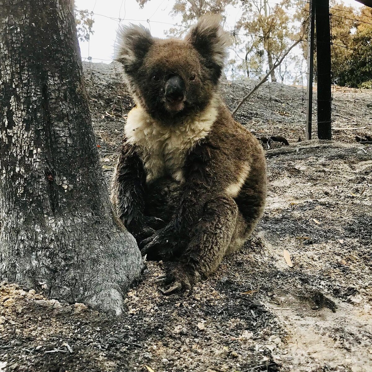 Miś koala uratowany przez wolontariuszy 