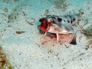 6. Ogcocephalus darwini Nazywana też red-lipped batfish. Występuje wokół Wysp Galapagos i u wybrzeży Peru na głębokości od 3 do 76 metrów. Znana jest głównie z jasnoczerwonych „ust”. Żywi się małymi rybami i skorupiakami.