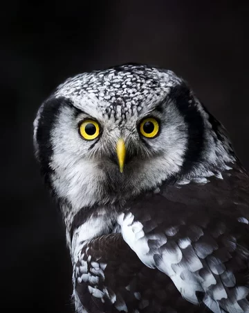 Autorem zdjęć jest Ossi Saarinen 