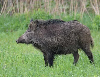 Miniatura: Ibrahimovic upolował dzika i upiekł go dla...