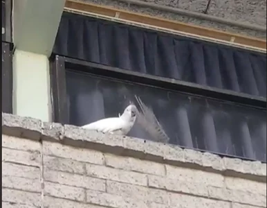 Miniatura: „Destrukcja się rozpoczęła”. Wyczyn tej...