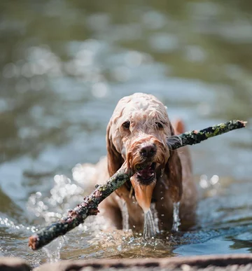 Cockapoo Marley 