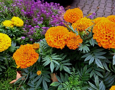 Miniatura: Rośnie w każdym ogrodzie, a działa lepiej...