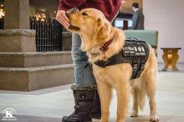 Podopieczni Country Inn Working Service Dogs 