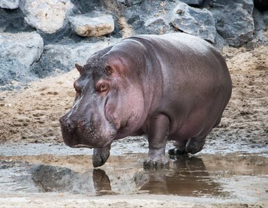 Miniatura: Brutalny atak na hipopotama w zoo. Zwierzę...