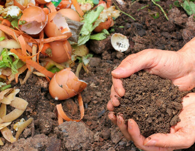 Miniatura: Kompost raz-dwa. Zrób to, a Twój będzie...