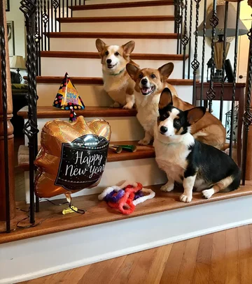 Psy corgi – Reecie, Peanut i Buttercup 