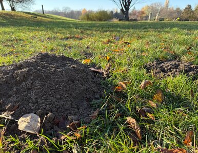 Miniatura: Myślisz, że zimą śpią? Krety właśnie wtedy...