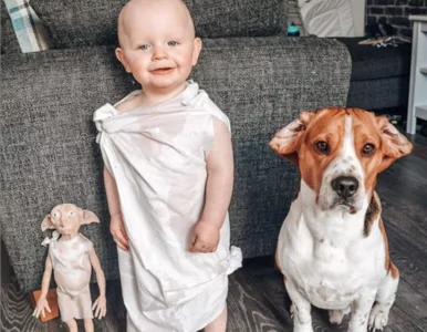 Miniatura: Pies nie odstępuje dziecka na krok. Ich...