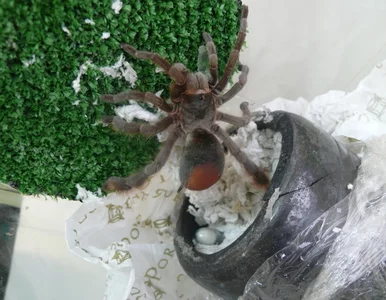 Miniatura: Pająk ptasznik w przesyłce pocztowej