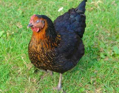 Miniatura: Odczyniała urok za pomocą... kury. I...