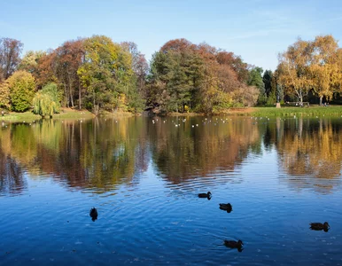 Miniatura: Dziecko doznało poparzeń chemicznych...