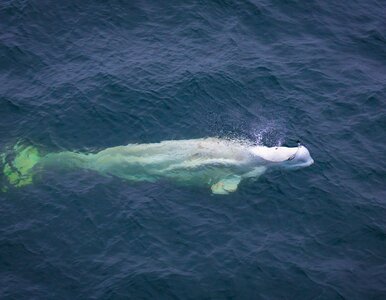 Miniatura: Takiego gościa na morzu się nie...