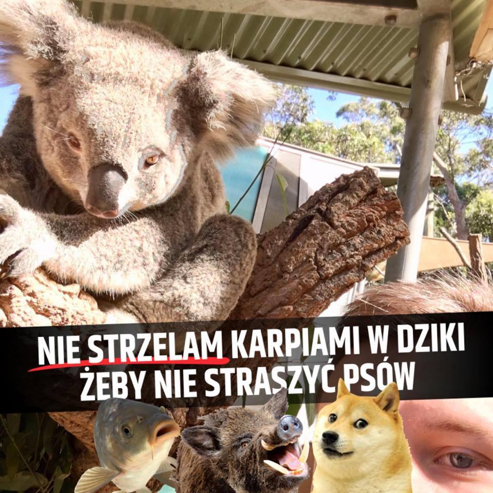 Mem zainspirowany sporem o odstrzał dzików 