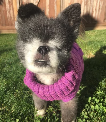 Abi i Dabi - psy, które połączyła przyjaźń 