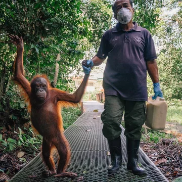 Orangutany w centrum rehabilitacyjnym na Borneo 