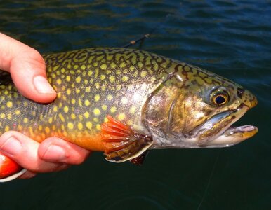 Miniatura: Znasz się na rybach? Sprawdzimy w tym QUIZIE