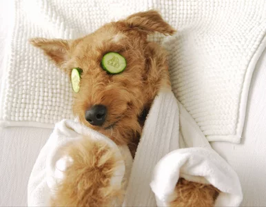 Miniatura: Ten trend zdobywa TikToka. „Boli, kiedy...