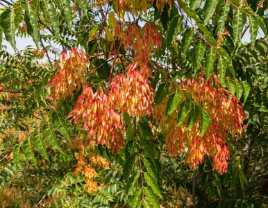 Miniatura: Masz je w ogrodzie? To drzewo jest...