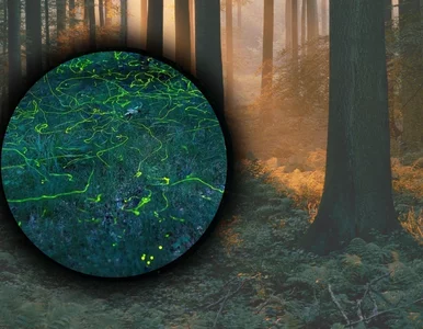 Miniatura: Te owady „rozmawiają” światłem. Odsłaniamy...