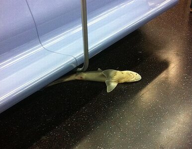 Miniatura: Martwy rekin znaleziony... w metrze