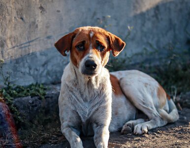 Miniatura: Wzięli pod lupę zachowanie psów....