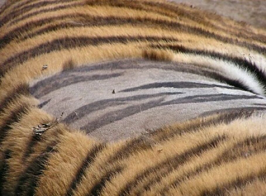Tak wygląda skóra tygrysa 