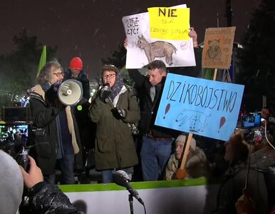 Miniatura: „Dzik jest dziki, PiS jest zły”. Protest...