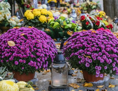 Miniatura: Wszystkich Świętych za pasem. Tyle Polacy...