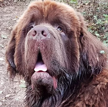 Nowofundlandy w obiektywie włascicieli 