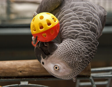 Miniatura: Papuga żako świadkiem w sprawie o...