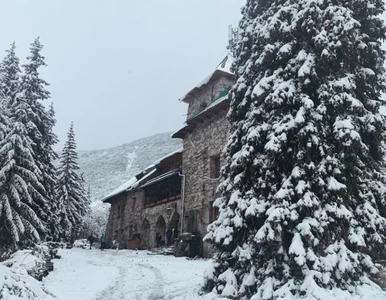 Miniatura: Głodny niedźwiedź zasiadł za stołem w...