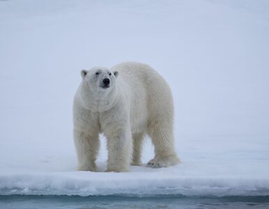 Miniatura: Inwazja niedźwiedzi polarnych. Rosyjskie...
