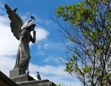 Miniatura: Portugalia: znajdź miłość... na cmentarzu