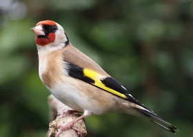 Miniatura: Jakie ptaki zimują w Polsce? Sprawdź, czy...